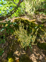 Rumex turcomanicus