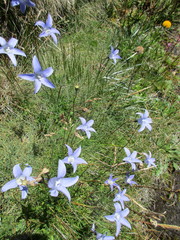 Wahlenbergia ceracea