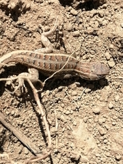 Sceloporus subniger