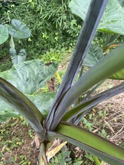 Xanthosoma violaceum