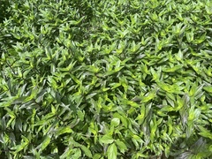 Tripogandra serrulata