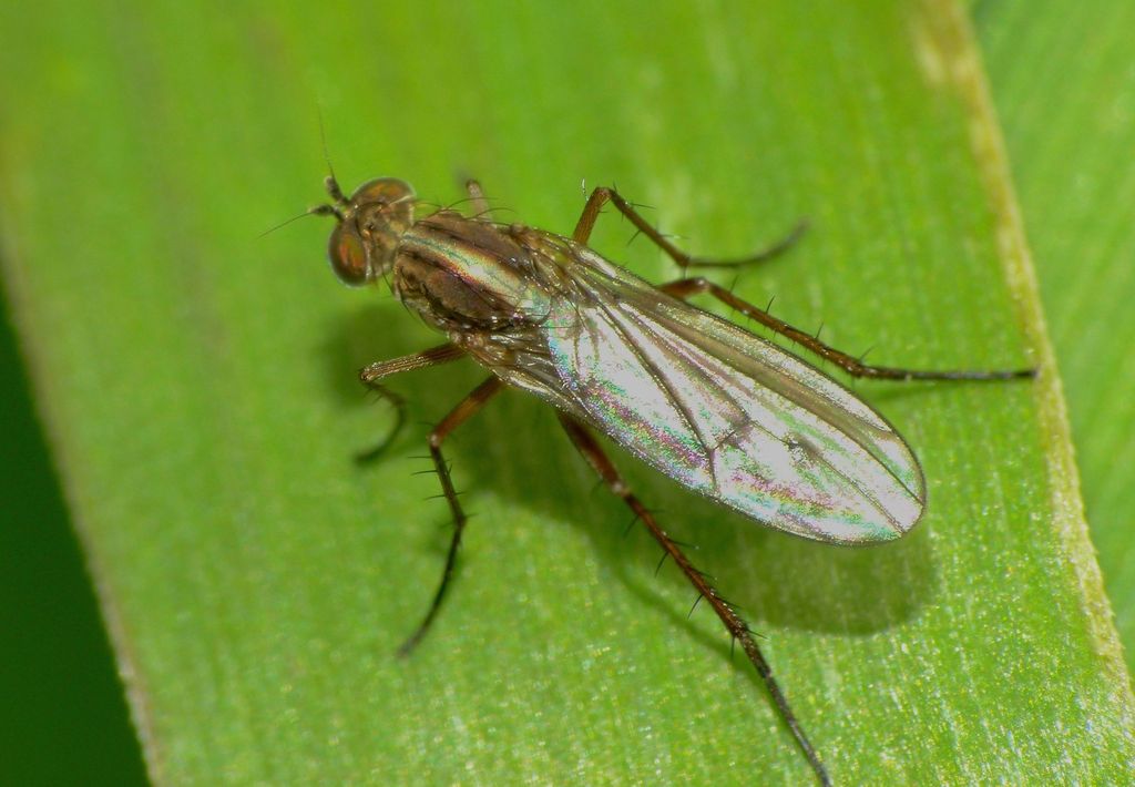 Tetrachaetus