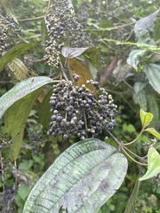 Miconia laevigata