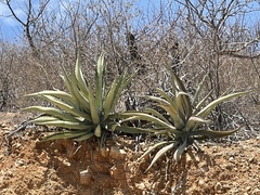 Agave aurea