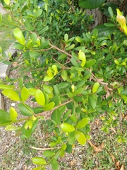 Myrcianthes fragrans