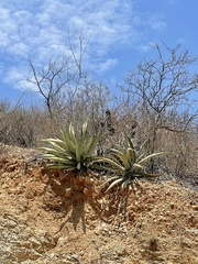 Agave aurea