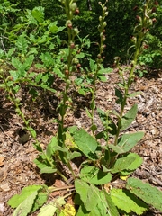 Verbascum spectabile