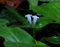 Spermacoce alata