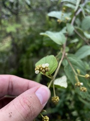 Varronia polycephala