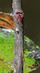Enallagma dubium