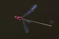 Enallagma dubium