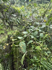 Varronia polycephala