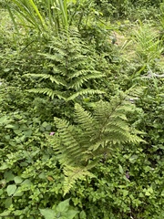Dennstaedtia bipinnata