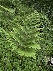 Dennstaedtia bipinnata