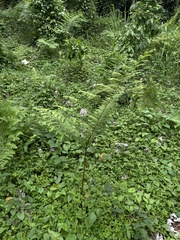 Dennstaedtia bipinnata