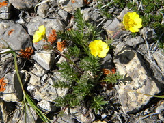 Potentilla ovina