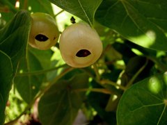 Hernandia nymphaeifolia