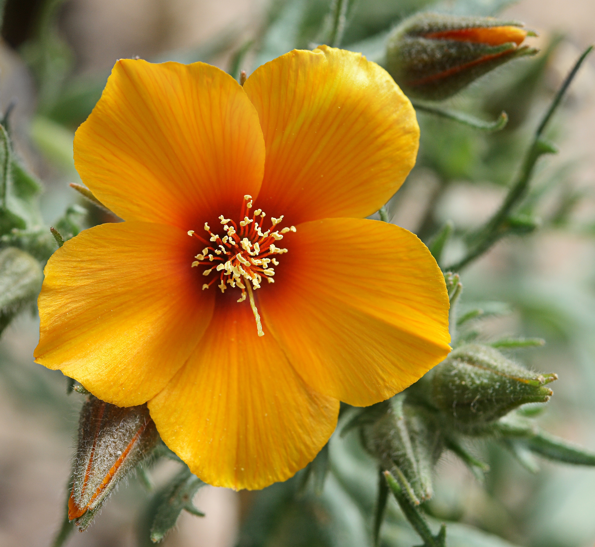 Mentzelia pectinata
