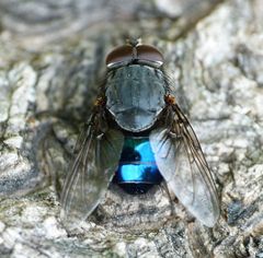 Calliphora quadrimaculata