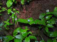 Spermacoce alata