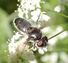 Cheilosia variabilis