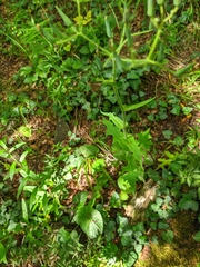 Lactuca hispida