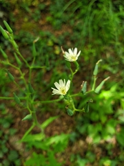 Lactuca hispida