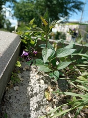 Solanum dulcamara