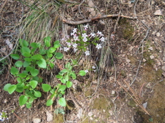 Valeriana arizonica