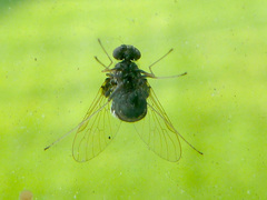 Chrysopilus basilaris