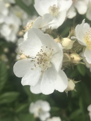 Rosaceae