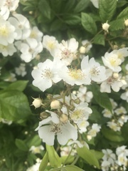 Rosaceae