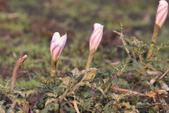 Datura ceratocaula