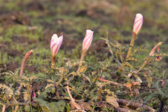 Datura ceratocaula