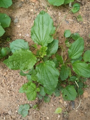 Plantago major