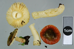 Russula laccata