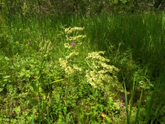 Rumex turcomanicus