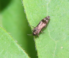 Agrilus lecontei