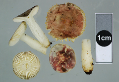 Russula laccata