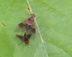 Chrysopilus quadratus
