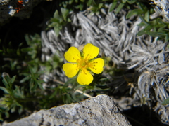 Potentilla multisecta