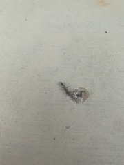 Pseudomyrmex gracilis