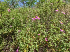Cistus tauricus