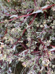 Atriplex pacifica