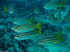 Parapristipoma octolineatum