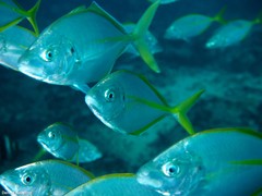 Pseudocaranx dentex