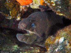 Gymnothorax unicolor