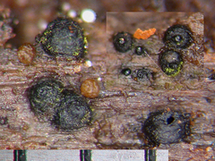 Kirschsteiniothelia atra