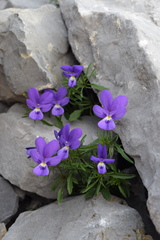 Viola dubyana