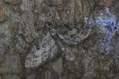 Eupithecia lariciata